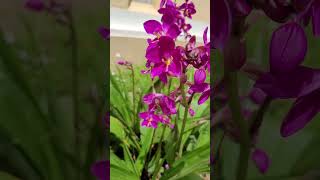 Spathoglottis plicata Blume lan chu đính lan cau tím cau diệp tím [upl. by Sybyl]