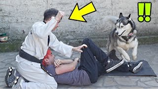 RÉACTION DE MON CHIEN QUAND ON NOUS AGRESSE W MON PÈRE [upl. by Jerrylee]