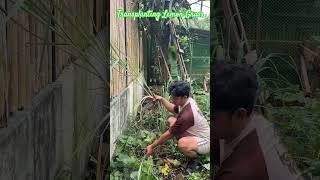 Lemon Grass for healthy living lemongrass tanglad farming [upl. by Nnayecats]