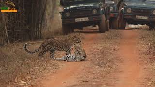 Leopard Mating Pair [upl. by Tyne]