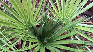 The European Fan Palm  Chamaerops humilis [upl. by Colas]