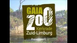 GaiaZOO  Nieuwe hengst bij Przewalskipaarden [upl. by Kravits859]