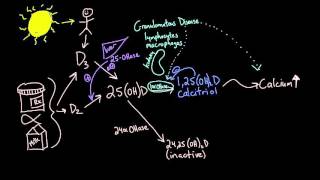 Vitamin D metabolism [upl. by Yliab]