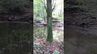 Spaziergang und Wanderung bei Pautzfeld mit kleinen Waldseen [upl. by Rednave]