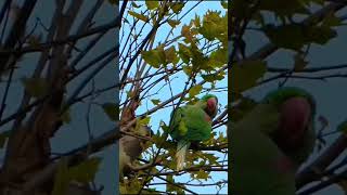 Alexandrine Parakeet birds nature wildlife birdwatching [upl. by Anitap]