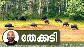 തേക്കടി  Thekkady  Explore the Enchanting Wilderness of Thekkady Kerala [upl. by Adniles]