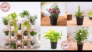 Want to start Indoor Garden Get 5 Free Plants Today [upl. by Yerffej]