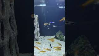 Ember Tetra with mini Catfish🙂🙂🙂 [upl. by Caddric]