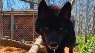 Aggressive wolf dog meets a good human and heres how he reacted [upl. by Jehias]