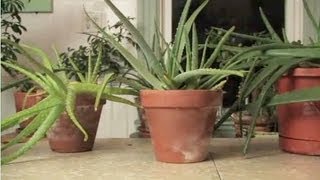 How To Get Aloe From a Plant [upl. by Adamec]