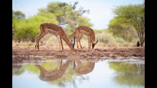 La vie autour dun point deau  Namibie  Part I par Thomas Deschamps [upl. by Bina]