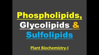 What is Phospholipids Glycolipids amp Sulfolipids conjugatedlipids membranelipids lipidstypes [upl. by Kiel]