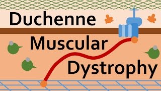 Duchenne Muscular Dystrophy and Dystrophin [upl. by Eadith]