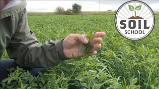 Soil School Feeding alfalfa for healthy soil and higher yield [upl. by Ettenahc475]