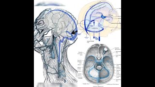 DURAL VENOUS SINUSES Anatomy  Dura mater  venous sinus thrombosis  Sinus infection Brain MR VENO [upl. by Kenric782]