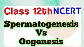 Differences between Spermatogenesis and Oogenesis  Class 12  Chapter 2 ScienceByDeeba [upl. by Otrevlig]