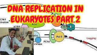 REPLICATION IN EUKARYOTES  PART 2  ELONGATION  TAMIL EXPLANATION [upl. by Gerson]