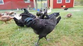 Ayam Cemani Chickens and Muscovy Ducks at Shady Grove Farm West Virginia [upl. by Octavie]