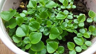 Peperomia Pellucida  Crab Claw Herbs How to Collect Seeds and Sow [upl. by Ken]