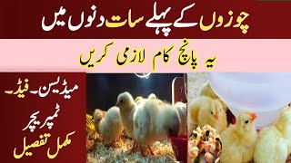 First Seven Days Chicks Care  How To Care Day old chicks [upl. by Manus]