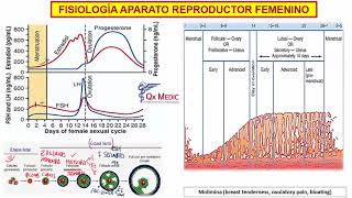 6 FISIOLOGIA APARATO REPROD FEMENINO [upl. by Frydman]