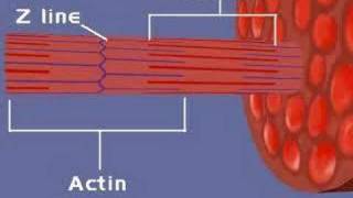 Muscular System Sliding Filament Theory 1 [upl. by Lahcar]