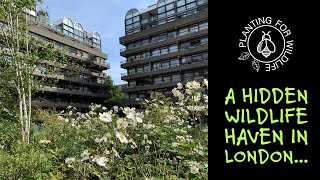 A hidden wildlife haven in London [upl. by Ahseram]