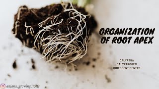 Organization Of Root Apex  Malayalam  Calyptra  Calyptrogen  Quiescent Centre [upl. by Annahpos]