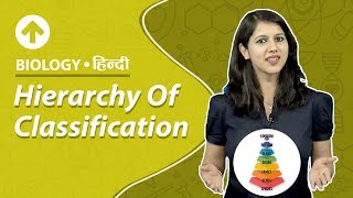 Hierarchy Of Classification  Hindi  Biology [upl. by Akirdnas]