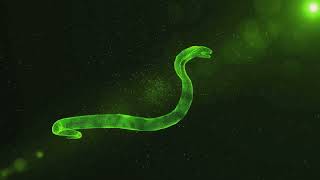 Slithering Secrets Five Surprising Snake Facts [upl. by Leaw]