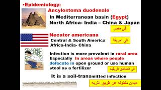 Ancylostoma amp Necator GIT module Dr khaled habib [upl. by Aihseym]