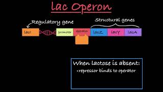 The lac Operon Positive and Negative Control [upl. by Jilleen52]