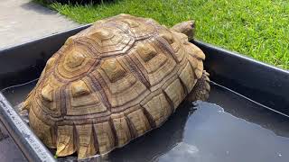 How to soak your adult Sulcata tortoise Why it’s important to soak tortoises in general And more [upl. by Enyak760]