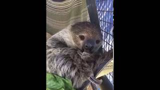 Sadie the Linnaeus’ TwoToed Sloth [upl. by Sadoc312]