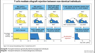 Lecture 9c Transplantation Immunology [upl. by Dorison]