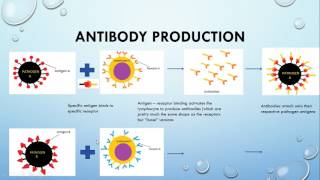 IGCSE BIOLOGY REVISION  Syllabus 10 Diseases and immunity part 1 [upl. by Modeste]