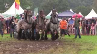 3 Very Strong Draft Horses pull demonstration [upl. by Ellenoj]