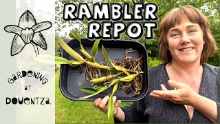 Repotting a Rambling Laelia anceps Orchid [upl. by Behrens]