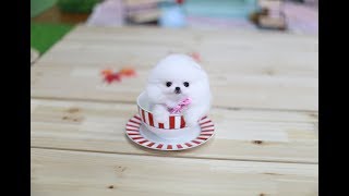 A teacup puppy steals a girls heart Pomeranian [upl. by Atnoved]