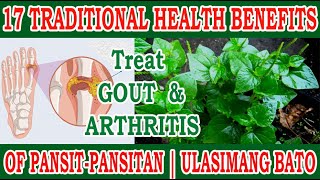 Peperomia Pellucida For GOUT amp ARTHRITIS  17 Traditional Health Benefits of Ulasimang Bato [upl. by Cralg]