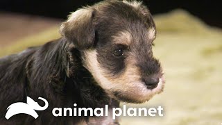 Schnauzer Puppies Hilarious Interaction with Ferret  Too Cute  Animal Planet [upl. by Pena]