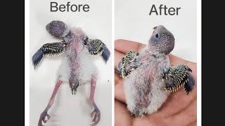 How to Help Birds With Splayed Legs Budgie Baby Treatment 🐥budgies treatment birds [upl. by Rogerson]