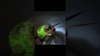 This is how a hummingbird snores animals nature birds [upl. by Kussell]