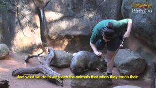 Wombat Training at Perth Zoo [upl. by Notgnilliw]