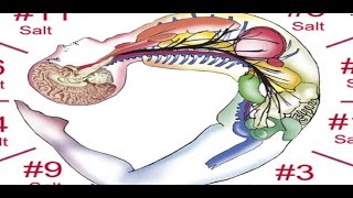 🐐12 Zodiacal 🧂Cell Salts fully explained Diseases amp Cures for all Zodiac Signs CellSalts zodiac [upl. by Jansson]