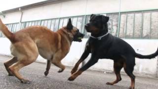 Rottweiler Vs Berger Belge Malinois [upl. by Oicnecserc]