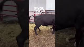 Cattle dog gets FLIPPED cattle farming sheep [upl. by Caswell]