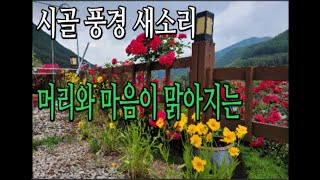 새소리 명상 불면증 수면유도 치유 Listen to the birdsong in the Korean countryside Sounds for a good nights sleep [upl. by Ahsam360]