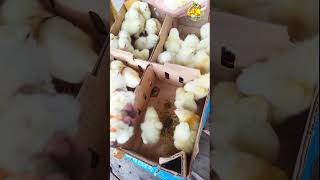 ব্রয়লার এ গ্রেড বাচ্চা চেনার উপায় 🐔🐓Broylar chicks a great [upl. by Andaira241]