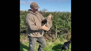 Catching rabbits using ferrets  Ferreting rabbit hunting [upl. by Cosenza721]